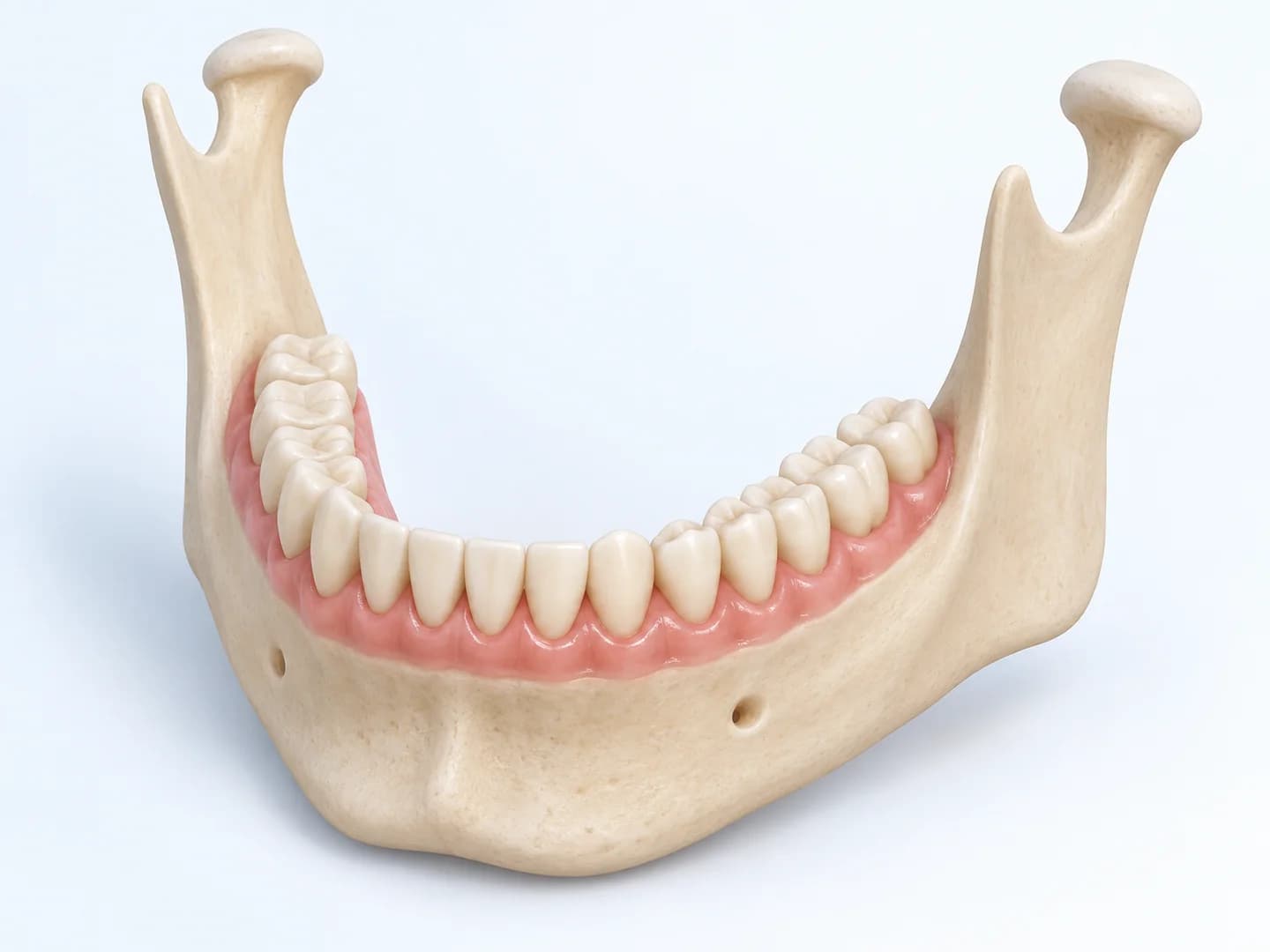 Alt çene kemiği, diş dizisi ve diş etlerini gösteren üç boyutlu anatomik model